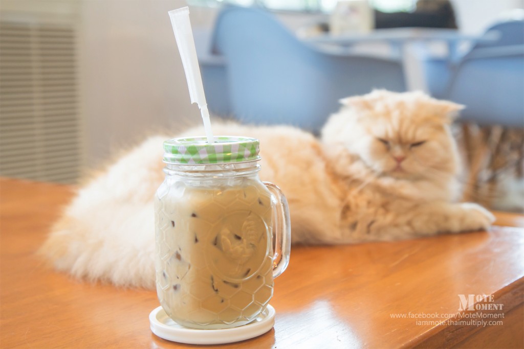 คาปูชิโน่เย็น ในขวดแก้วปิดฝากันแมวมาชิม