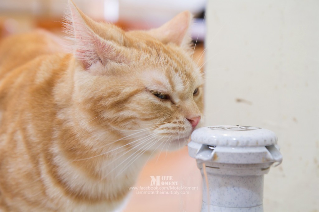 ก๊อกน้ำออโต้สำหรับแมวดืมแก้กระหายได้ตลอดเวลา