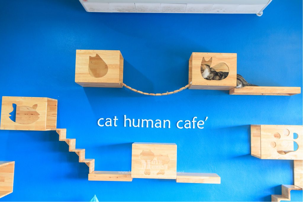 Cat Human cafe