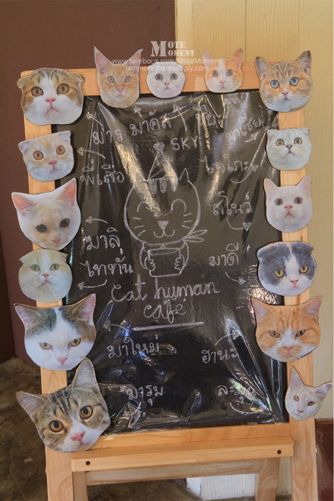 Cat Human Cafe