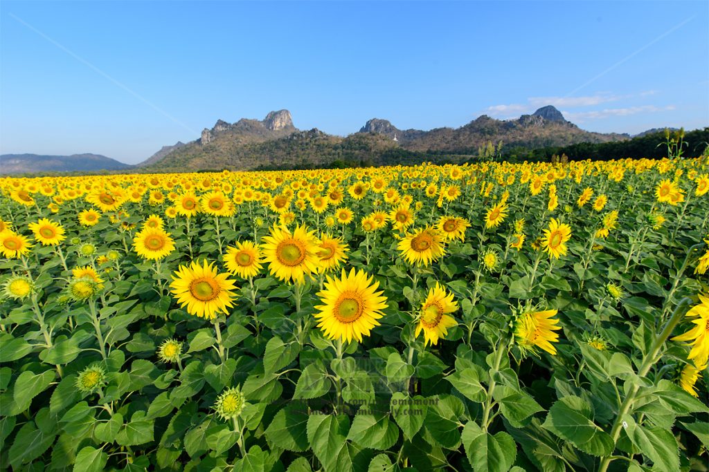 ทุ่งทานตะวัน เขาจีนแล