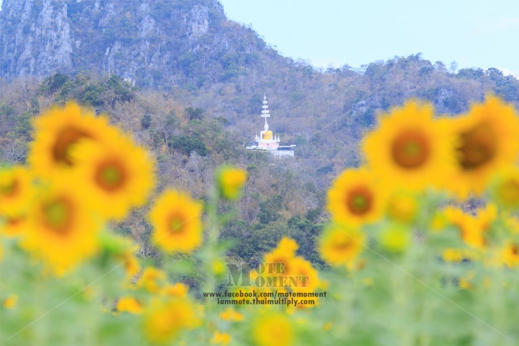 ทุ่งทานตะวัน เขาจีนแล