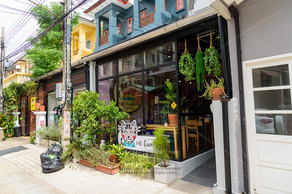 พาเที่ยว Cat Human Cafe ( หลังย้ายร้าน )