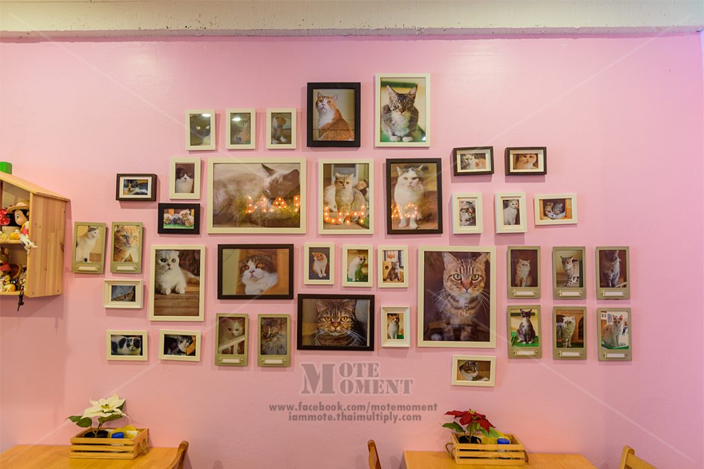 Cat Human Cafe 