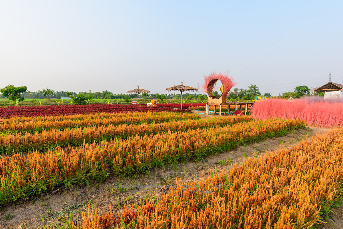 เนื้อนาบุญ Flower Farm